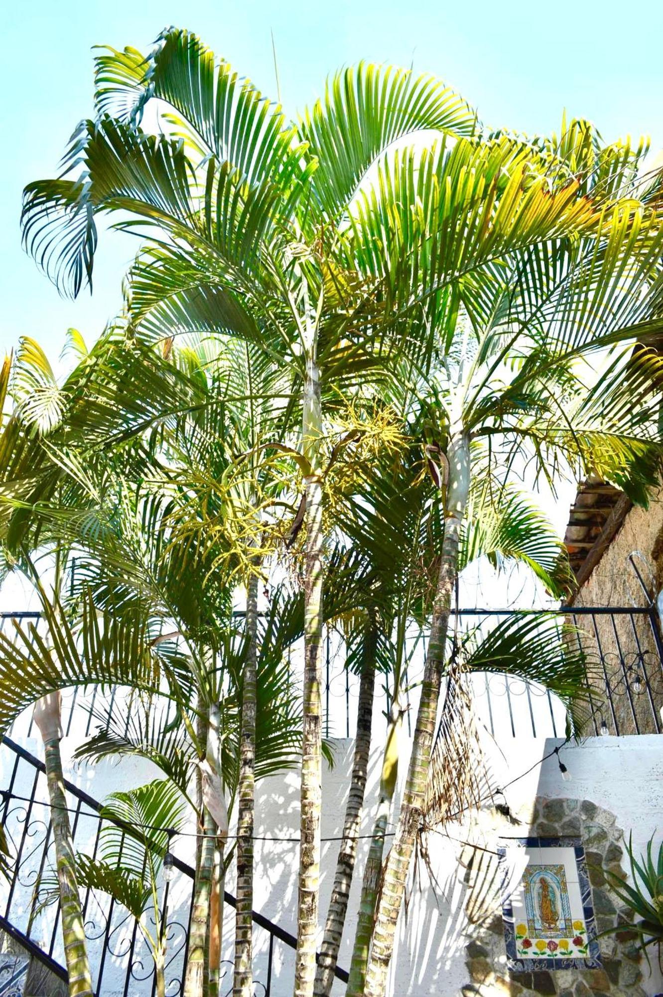 Casa Coco Hostel サンタ・アナ エクステリア 写真