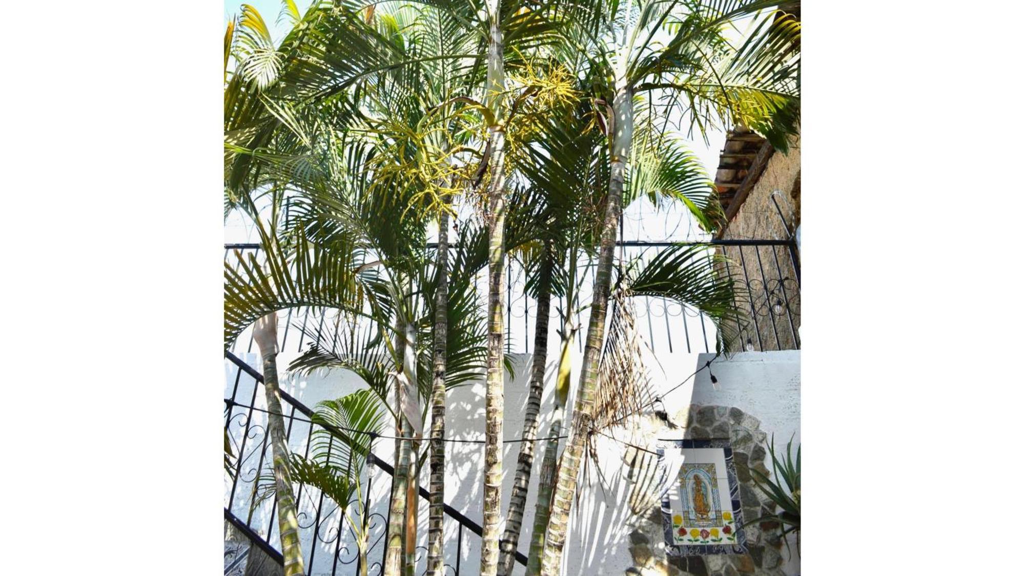 Casa Coco Hostel サンタ・アナ エクステリア 写真